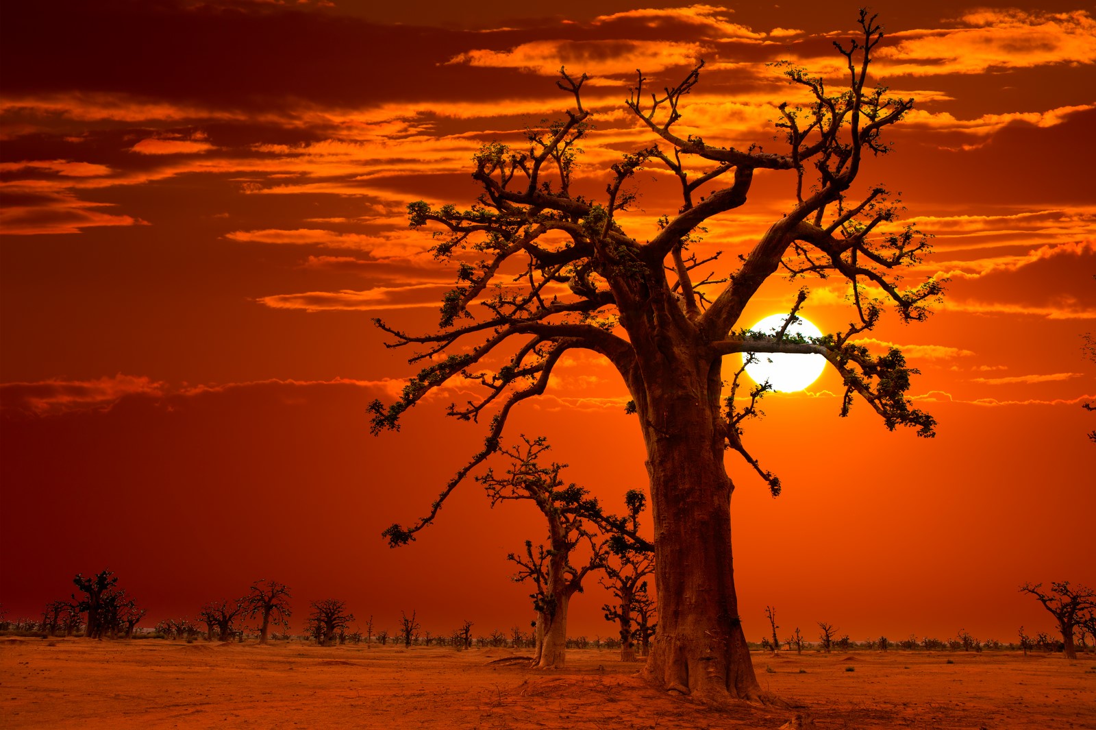 Allée des baobabs au coucher du soleil